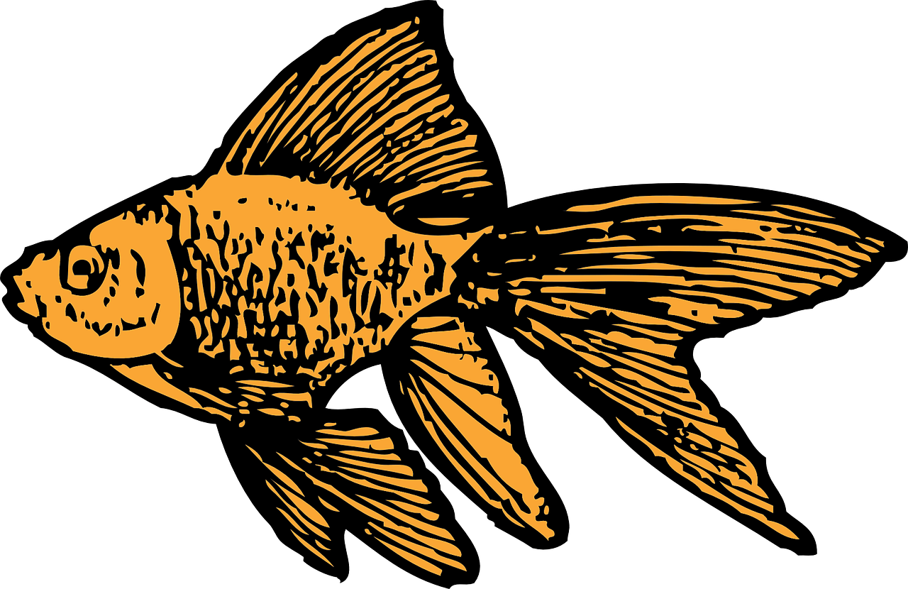goldfish-32441_1280
